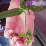 Prunella vulgarisFlower