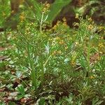 Ranunculus sceleratus Habit