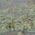 Persicaria amphibia موطن