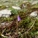 Soldanella pusilla Virág