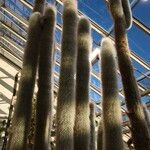 Cleistocactus strausii Habitus