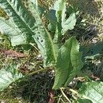 Rumex patientia Leaf