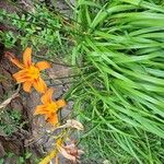 Hemerocallis fulvaFlower