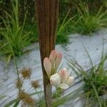 Polianthes tuberosa Квітка