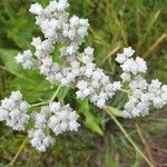 Parthenium integrifolium फूल