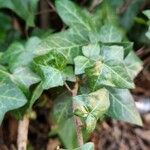 Hedera hibernica Diğer