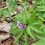 Cardamine pentaphyllos 花