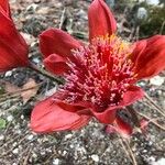 Haemanthus coccineus फूल