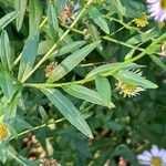 Aster mongolicus Blatt