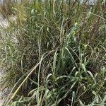 Uniola paniculata Φύλλο