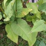 Persicaria orientalis Yaprak