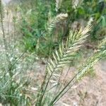 Agropyron cristatum Frukto