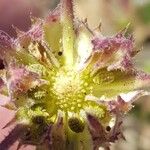 Calendula suffruticosa Mbuma