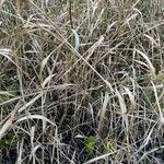 Calamagrostis canescens Folha