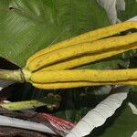 Cecropia insignis Fruto
