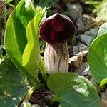 Arisarum simorrhinum Bloem