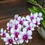 Dendrobium spp. Flor