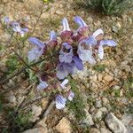 Salvia pomifera പുഷ്പം