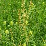 Rumex arifolius Flower