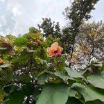 Hibiscus tiliaceus Blomma