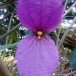 Dalechampia aristolochiifolia Flower