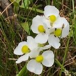 Sagittaria lancifolia 花