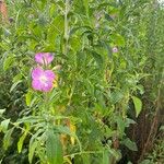 Epilobium hirsutumFlower