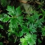 Geranium palmatum Leaf