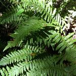 Polypodium californicum Hábito