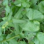 Phlomoides tuberosa 叶