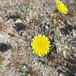 Malacothrix glabrata Flower