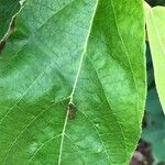 Commersonia bartramia Leaf