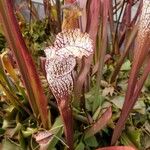 Sarracenia leucophylla 葉