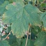 Acer spicatum Blatt