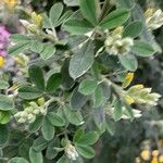 Genista monspessulana Hoja