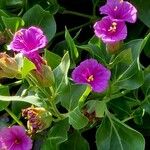 Mirabilis multiflora Цвят