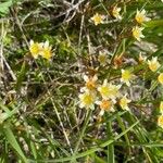 Saxifraga moschata Natur