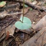 Stigmatodactylus grandiflorus Leaf