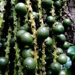 Caryota mitis Leaf