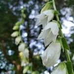 Campanula alliariifolia Blüte