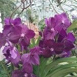 Vanda coerulescens Cvet