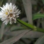 Alternanthera philoxeroides Flower