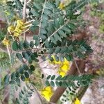 Sophora microphylla Hoja