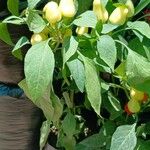 Capsicum baccatum Плід