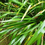 Machaerina iridifolia ഇല