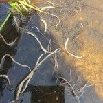 Vallisneria spiralis Leaf