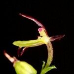 Acianthus aegeridantennatus Blüte