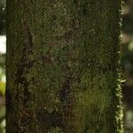 Dodecastigma integrifolium Schors