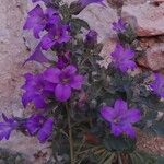 Campanula andrewsii Flower