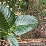 Palicourea rigida Leaf